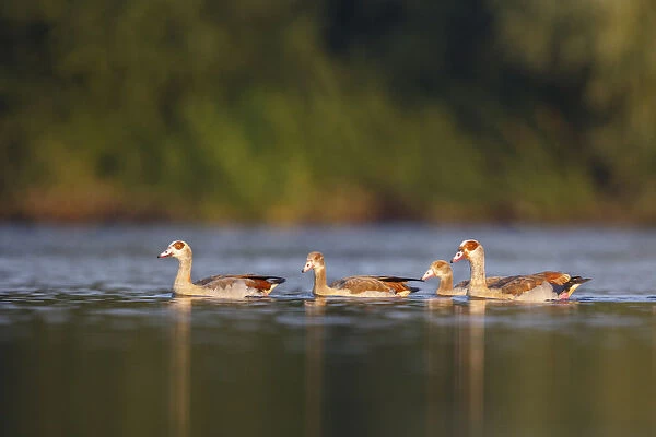 Egyptian Goose (Alopochen aegyptiaca) pair with young on water, North Rhine-Westphalia