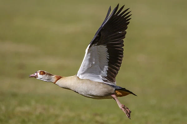 Egyptian Goose (Alopochen aegyptiaca) flying, North Rhine-Westphalia, Germany