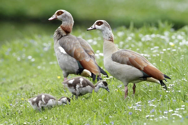 Egyptian Goose (Alopochen aegyptiacus) pair with goslings, Kassel, Hessen, Germany