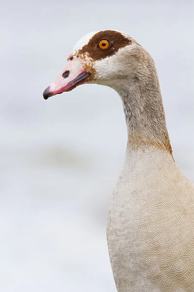 Egyptian Goose (Alopochen aegyptiacus) portrait, The Netherlands, Noord-Holland