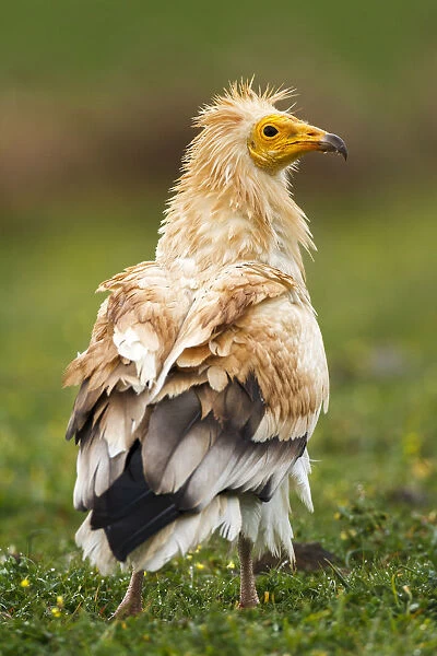 Egyptian Vulture (Neophron percnopterus), Castile-La Mancha, Spain
