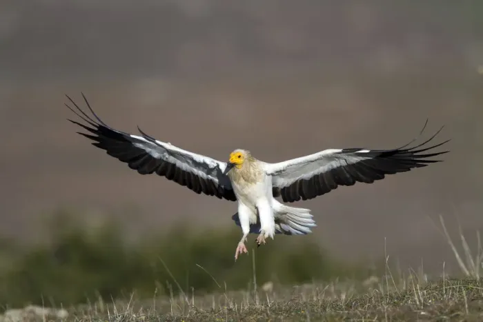 Framed Print : Egyptian Vulture (Neophron percnopterus) flying, Castile-La Mancha, Spain Framed Print : Egyptian Vulture (Neophron percnopterus) flying, Castile-La Mancha, Spain