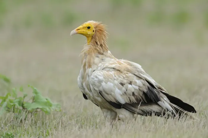 Framed Print : Egyptian Vulture (Neophron percnopterus), India Framed Print : Egyptian Vulture (Neophron percnopterus), India
