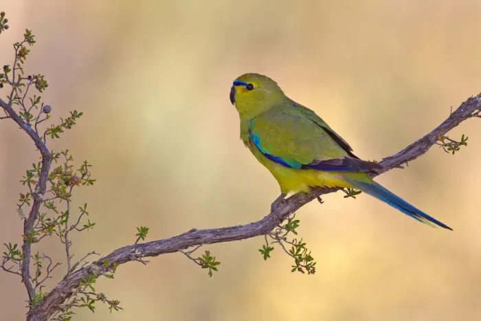 Framed Print : Elegant Parrot (Neophema elegans), Perth, Australia Framed Print : Elegant Parrot (Neophema elegans), Perth, Australia