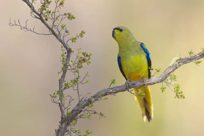 Framed Print : Elegant Parrot (Neophema elegans), Perth, Australia Framed Print : Elegant Parrot (Neophema elegans), Perth, Australia