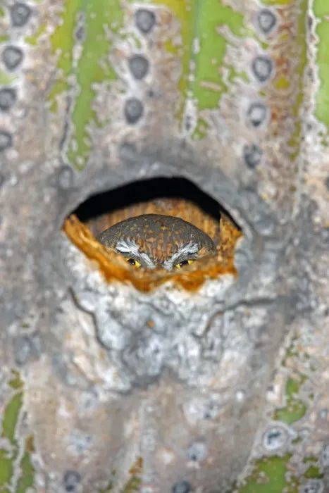 Framed Print : Elf Owl (Micrathene whitneyi) peering from nest hole in Saguaro cactus (Carnegiea gigantea) Framed Print : Elf Owl (Micrathene whitneyi) peering from nest hole in Saguaro cactus (Carnegiea gigantea)