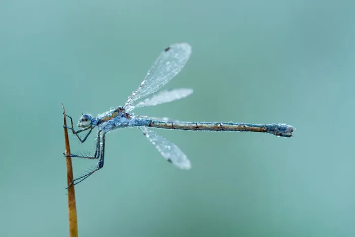 Framed Print : Emerald Damselfly (Lestes sponsa) female on a blade of reeds, Utrecht, The Netherlands Framed Print : Emerald Damselfly (Lestes sponsa) female on a blade of reeds, Utrecht, The Netherlands