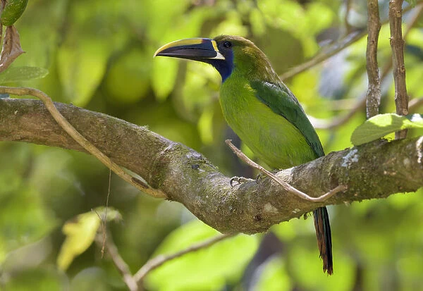 Emerald Toucanet (Aulacorhynchus prasinus) perched on a branch, San Jose, Costa Rica