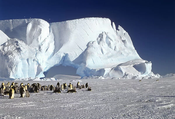 Emperor Penguin (Aptenodytes forsteri) colony and iceberg, Weddell Sea, Antarctica
