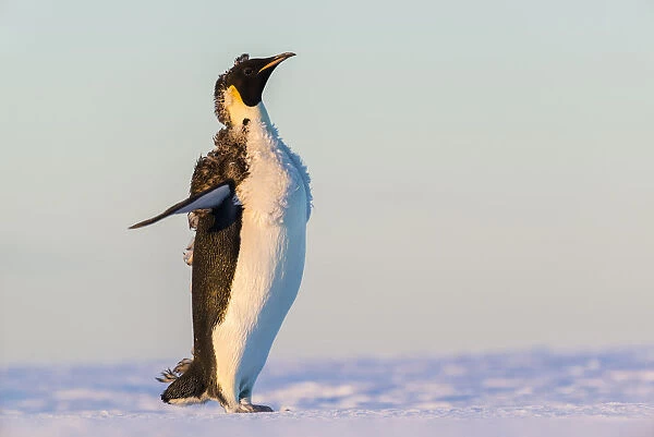 Emperor Penguin (Aptenodytes forsteri), Queen Maud Land, Antarctica
