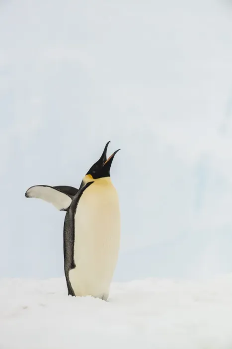Framed Print : Emperor Penguin (Aptenodytes forsteri), Queen Maud Land, Antarctica Framed Print : Emperor Penguin (Aptenodytes forsteri), Queen Maud Land, Antarctica