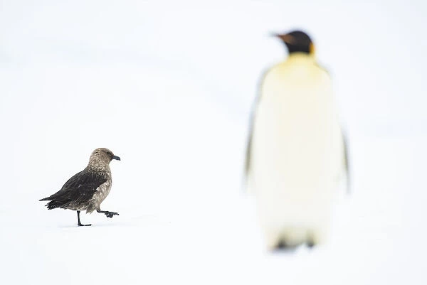 Emperor Penguin (Aptenodytes forsteri), Queen Maud Land, Antarctica