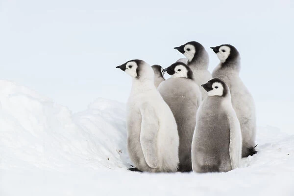 Emperor Penguin (Aptenodytes forsteri) juvenile, Queen Maud Land, Antarctica
