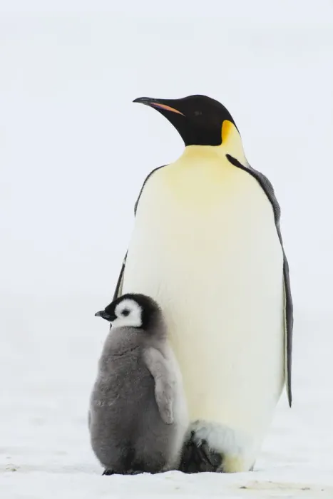 Framed Print : Emperor Penguin (Aptenodytes forsteri) with juvenile, Queen Maud Land, Antarctica Framed Print : Emperor Penguin (Aptenodytes forsteri) with juvenile, Queen Maud Land, Antarctica