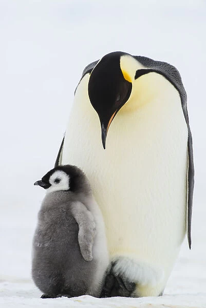 Emperor Penguin (Aptenodytes forsteri) with juvenile, Queen Maud Land, Antarctica