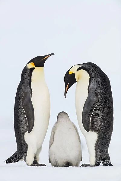 Emperor Penguin (Aptenodytes forsteri) with juvenile, Queen Maud Land, Antarctica