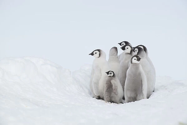 Emperor Penguin (Aptenodytes forsteri) juvenile, Queen Maud Land, Antarctica