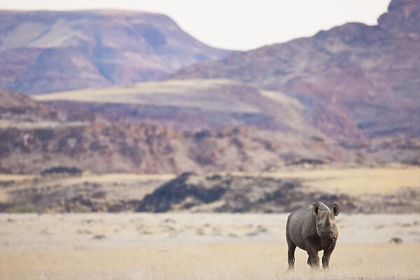 An endangered desert-adapted Black Rhinoceros (Diceros bicornis
