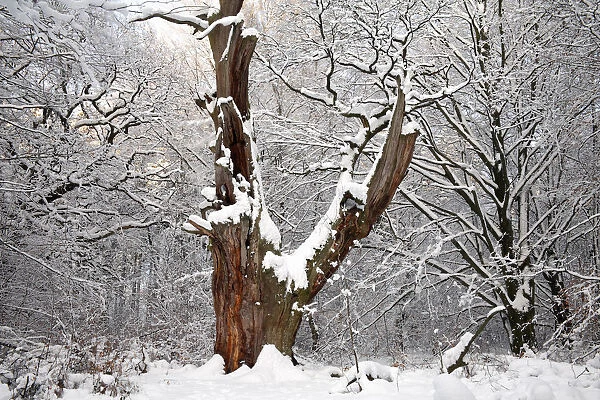 English Oak (Quercus robur) ancient tree trunk in snowy forest, Sababurg Primeval Forest