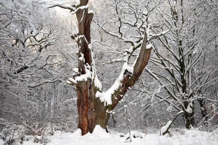 Framed Print : English Oak (Quercus robur) ancient tree trunk in snowy forest, Sababurg Primeval Forest Framed Print : English Oak (Quercus robur) ancient tree trunk in snowy forest, Sababurg Primeval Forest