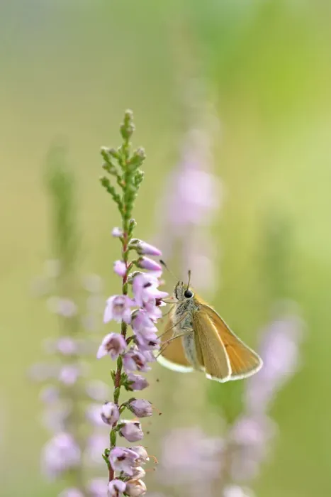 Framed Print : Essex Skipper (Thymelicus lineola) resting on bloomin Common Heather, Laegieskamp Framed Print : Essex Skipper (Thymelicus lineola) resting on bloomin Common Heather, Laegieskamp