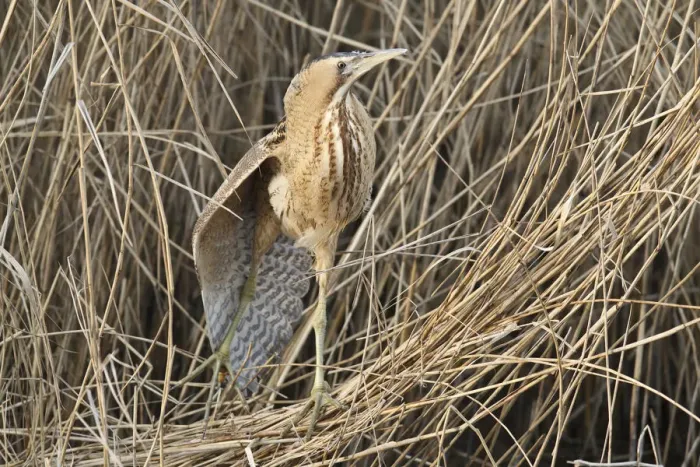 Framed Print : Eurasian Bittern (Botaurus stellaris), Hesse, Germany Framed Print : Eurasian Bittern (Botaurus stellaris), Hesse, Germany