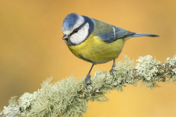 Eurasian Blue Tit (Cyanistes caeruleus) perched on a mossy branch, Galicia, Spain