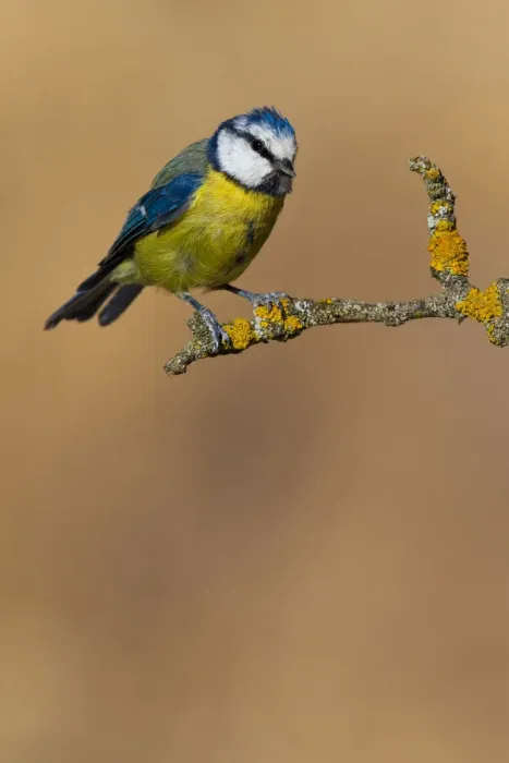 Framed Print : Eurasian Blue Tit (Cyanistes caeruleus), Extremadura, Spain Framed Print : Eurasian Blue Tit (Cyanistes caeruleus), Extremadura, Spain