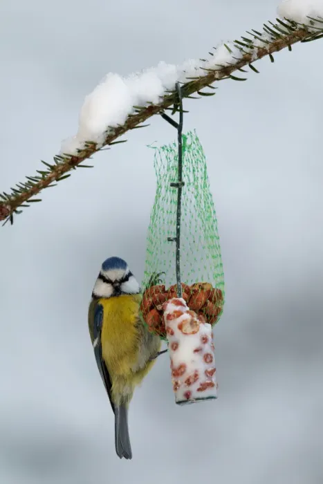 Framed Print : Eurasian Blue Tit (Cyanistes caeruleus), Mecklenburg-Western Pomerania, Germany Framed Print : Eurasian Blue Tit (Cyanistes caeruleus), Mecklenburg-Western Pomerania, Germany