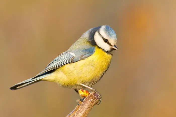 Framed Print : Eurasian Blue Tit (Cyanistes caeruleus), Baden-Wuerttemberg, Germany Framed Print : Eurasian Blue Tit (Cyanistes caeruleus), Baden-Wuerttemberg, Germany
