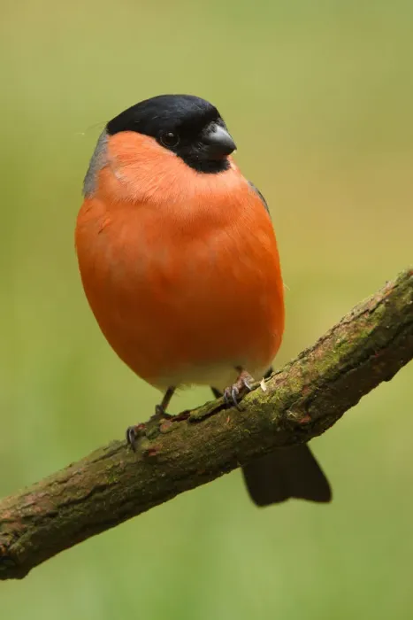 Framed Print : Eurasian Bullfinch (Pyrrhula pyrrhula) male, Utrecht, The Netherlands