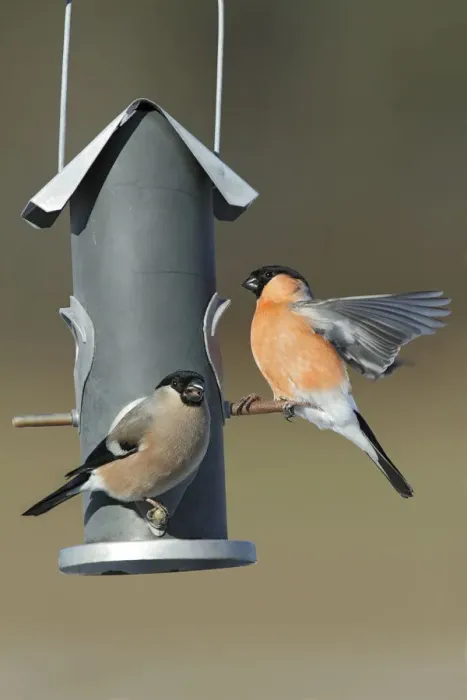 Framed Print : Eurasian Bullfinch (Pyrrhula pyrrhula) pair on bird feeder, Bursfelde, Lower Saxony Framed Print : Eurasian Bullfinch (Pyrrhula pyrrhula) pair on bird feeder, Bursfelde, Lower Saxony