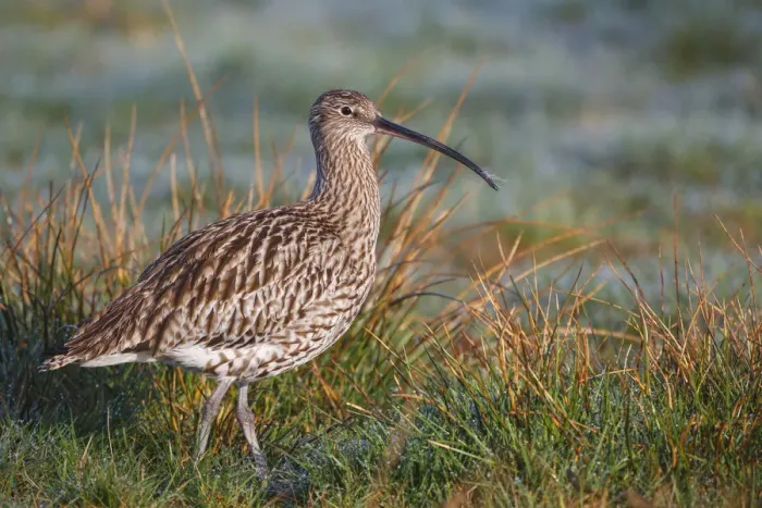 Framed Print : Eurasian Curlew (Numenius arquata), North Rhine-Westpalia, Germany Framed Print : Eurasian Curlew (Numenius arquata), North Rhine-Westpalia, Germany