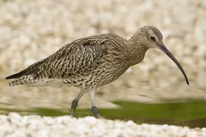 Framed Print : Eurasian Curlew (Numenius arquata), Norfolk, United Kingdom Framed Print : Eurasian Curlew (Numenius arquata), Norfolk, United Kingdom