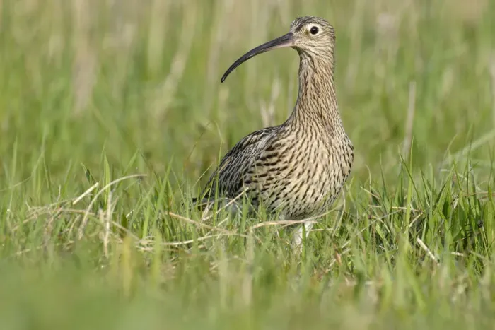 Framed Print : Eurasian Curlew (Numenius arquata), Noord-Holland, The Netherlands Framed Print : Eurasian Curlew (Numenius arquata), Noord-Holland, The Netherlands