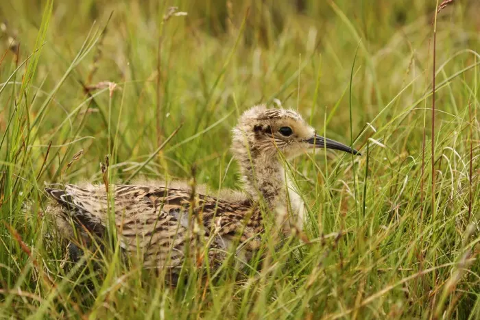 Framed Print : Eurasian Curlew (Numenius arquata) juvenile, Yorkshire Dales, United Kingdom Framed Print : Eurasian Curlew (Numenius arquata) juvenile, Yorkshire Dales, United Kingdom