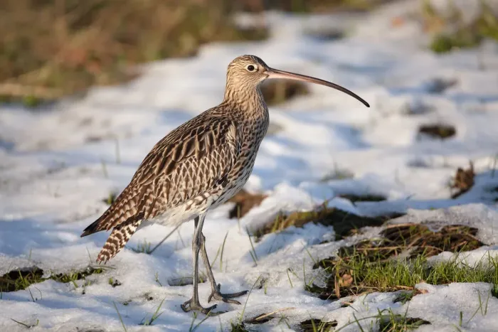 Framed Print : Eurasian curlew (Numenius arquata) walking in the snow, Zeeland, The Netherlands Framed Print : Eurasian curlew (Numenius arquata) walking in the snow, Zeeland, The Netherlands