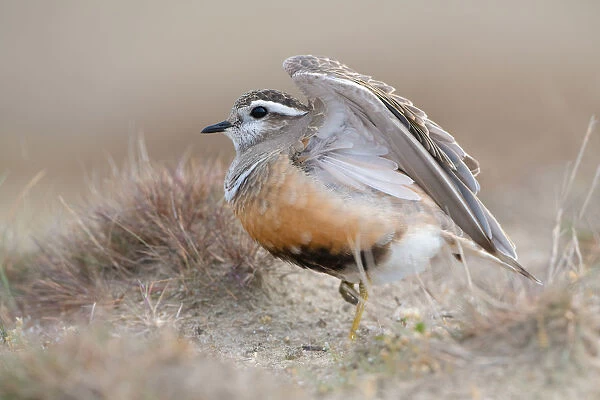 Eurasian Dotterel (Charadrius morinellus) standing in the dunes and stretching its wings