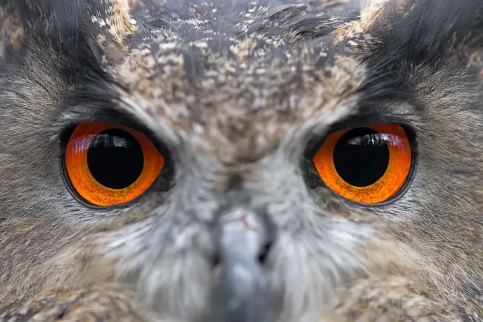 Framed Print : Eurasian Eagle Owl (Bubo Bubo) eyes, Gelderland, the Netherlands Framed Print : Eurasian Eagle Owl (Bubo Bubo) eyes, Gelderland, the Netherlands