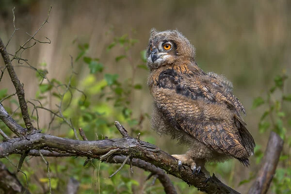 Eurasian Eagle Owl (Bubo bubo) juvenile perched on a branch in the forest, the Netherlands
