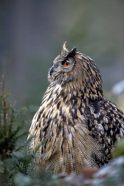 Eurasian Eagle Owl (Bubo Bubo) perched on the ground in a forest, Gelderland, the