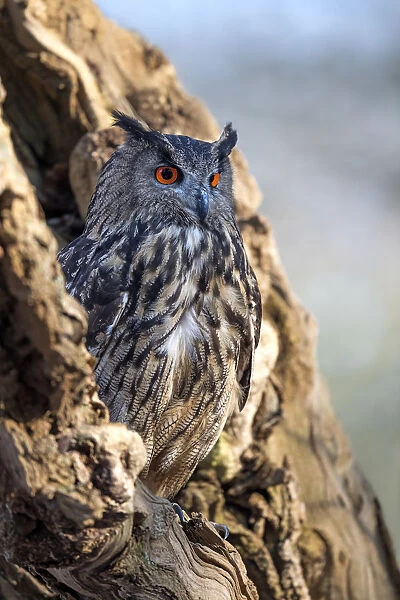 Eurasian Eagle Owl (Bubo Bubo) perched in an old tree, Gelderland, the Netherlands