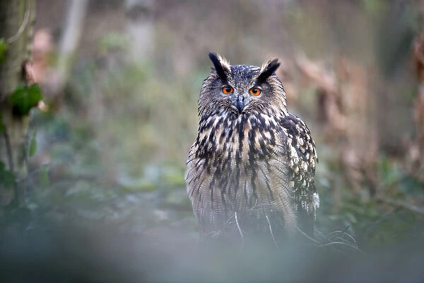 Eurasian Eagle Owl (Bubo bubo) perched into the woods, looking at camera, Gelderland