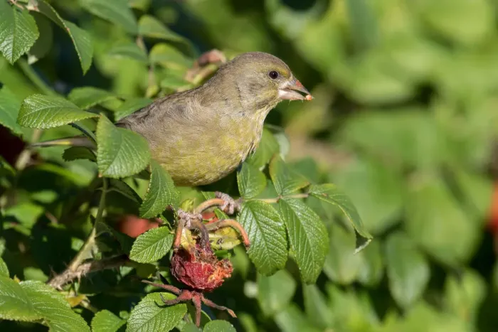 Framed Print : Eurasian Greenfinch (Carduelis chloris) foraging on rose hips, Horsterwold, The Netherlands Framed Print : Eurasian Greenfinch (Carduelis chloris) foraging on rose hips, Horsterwold, The Netherlands