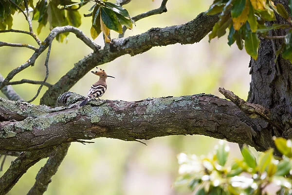 Eurasian Hoopoe (Upupa epops) perched on a branch, France