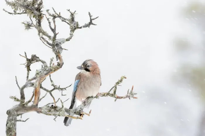 Framed Print : Eurasian Jay (Garrulus glandarius) perched at a branch during blizzard, Flatanger, Norway Framed Print : Eurasian Jay (Garrulus glandarius) perched at a branch during blizzard, Flatanger, Norway