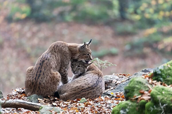Eurasian lynx (Lynx lynx) couple, Bavarian forest, Bayern, Germany