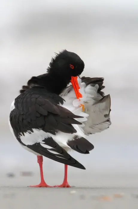 Framed Print : Eurasian Oystercatcher (Haematopus ostralegus) preening, Schleswig-Holstein, Germany