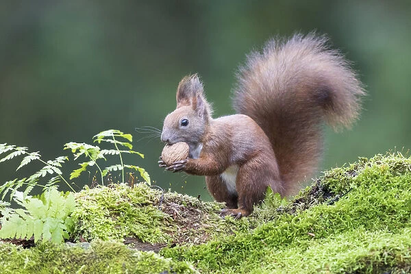 Eurasian Red Squirrel (Sciurus vulgaris) testing a walnut on a mossy forest floor, Upper Austria, Austria