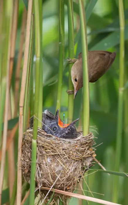 Framed Print : Eurasian Reed Warbler (Acrocephalus scirpaceus) feeding juvenile Common Cuckoo (Cuculus Framed Print : Eurasian Reed Warbler (Acrocephalus scirpaceus) feeding juvenile Common Cuckoo (Cuculus